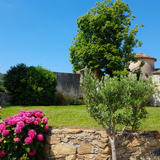 Les roses du château Barbeyrolles à Gassin - https://gassin.eu