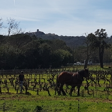 Travail du sol au cheval au château Barbeyrolles