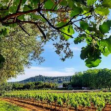 Les vignes au printemps