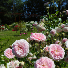 RRoses roses Le Jardin de Gassin Office de tourisme de Gassin http://gassin.eu/