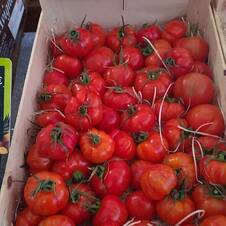 Tomates au Primeurs Cyclades de Gassin - https://gassin.eu