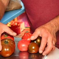 Tomates aux Primeurs Cyclades de Gassin - https://gassin.eu