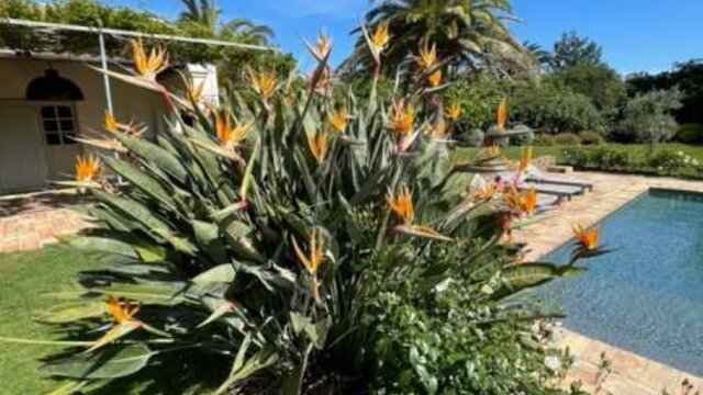 Flo Garden